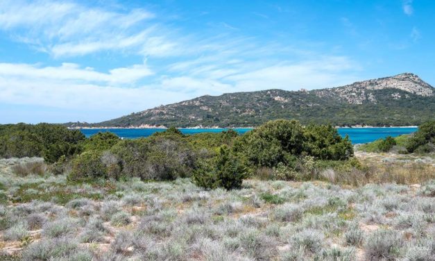 The Corsican “maquis”